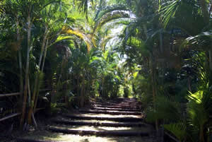 小笠原 ジャングルトレッキング